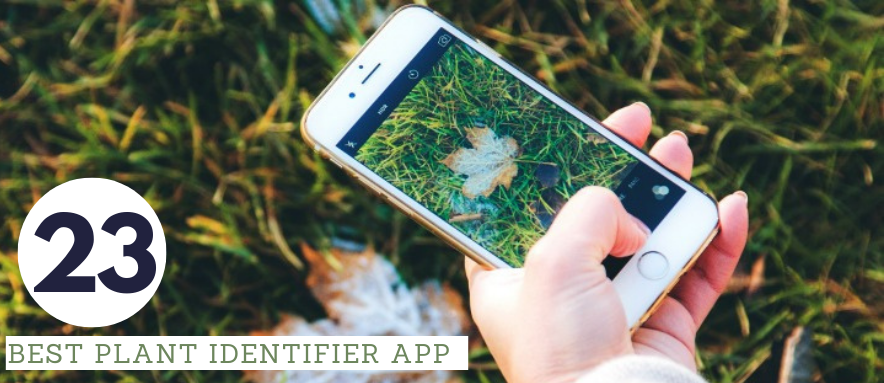 Plant Identifier Apps